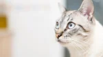 Singapura Cat photo