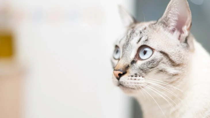 Singapura Cat photo