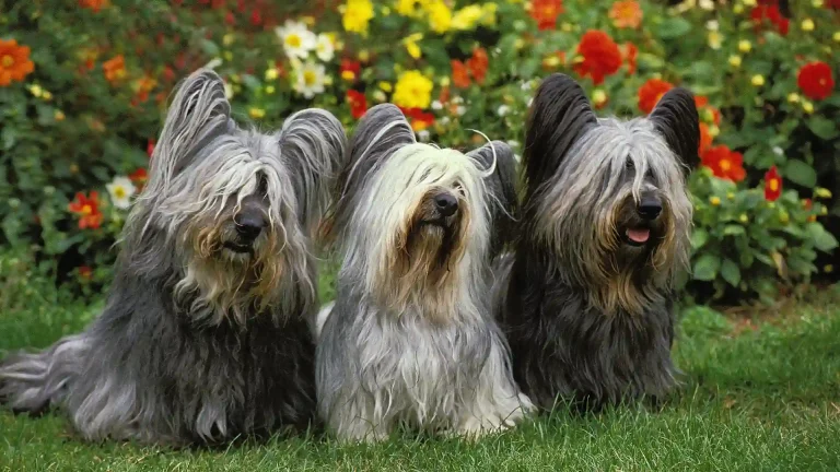 Skye Terrier Dog photo