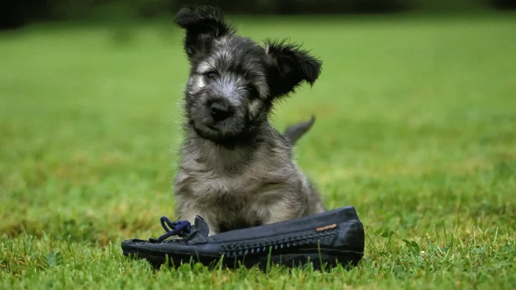 Skye Terrier Dog photo