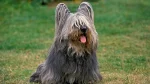 Skye Terrier Dog photo