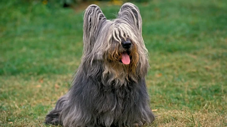 Skye Terrier Dog photo