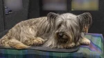 Skye Terrier Dog photo