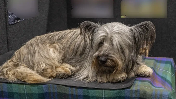 Skye Terrier Dog photo