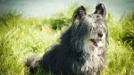 Skye Terrier Dog photo