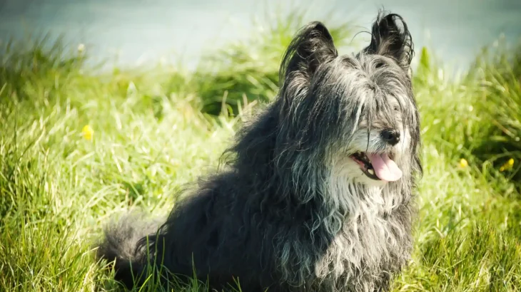 Skye Terrier Dog photo