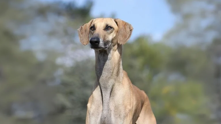 Sloughi Dog photo