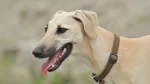 Sloughi Dog photo