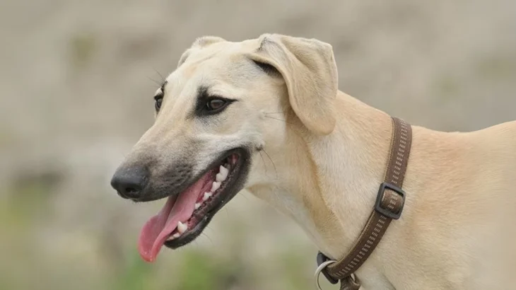 Sloughi Dog photo