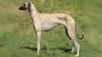 Sloughi Dog photo