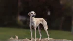 Sloughi Dog photo
