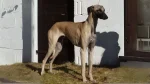 Sloughi Dog photo