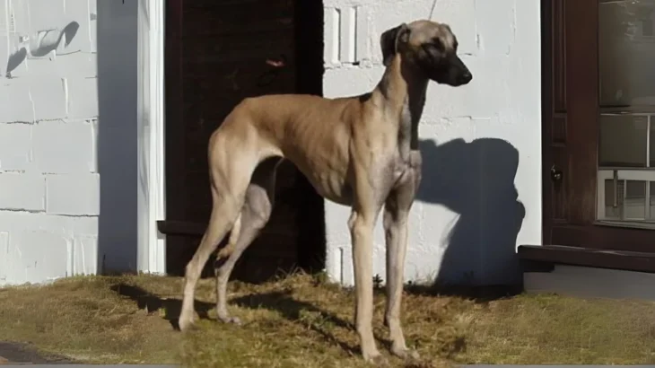 Sloughi Dog photo