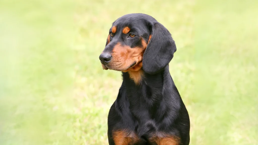 Slovakian Hound Dog photo