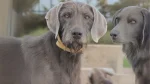 Slovakian Rough Haired Pointer Dog photo