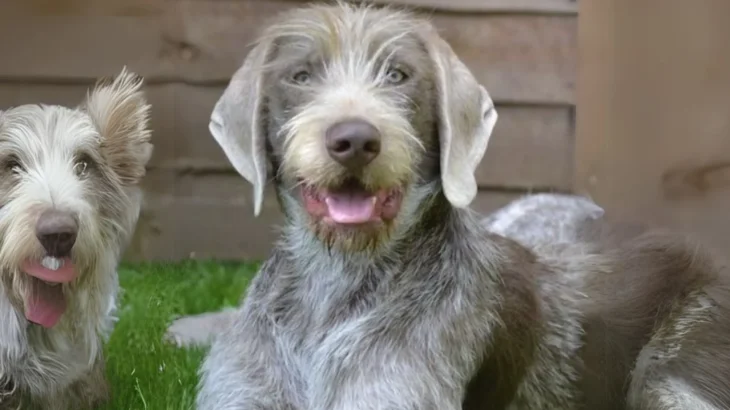 Slovakian Rough Haired Pointer Dog photo