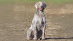 Slovakian Rough Haired Pointer Dog photo