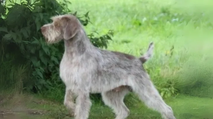 Slovakian Wirehaired Pointer Dog photo