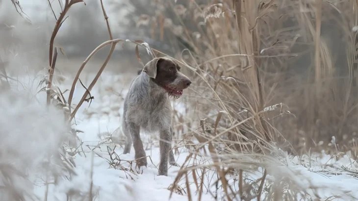 Slovakian Wirehaired Pointer Dog photo