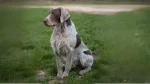 Slovakian Wirehaired Pointer Dog photo