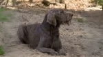 Slovakian Wirehaired Pointer Dog photo