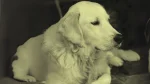 Slovensky Cuvac Dog photo