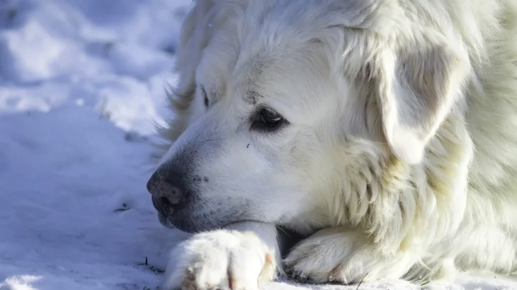 Slovensky Cuvac Dog photo