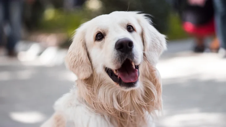 Slovensky Cuvac Dog photo