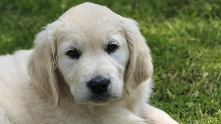 Slovensky Cuvac Dog photo