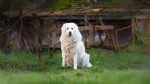 Slovensky Cuvac Dog photo