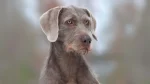 Slovensky Hrubosrsty Stavac Dog photo