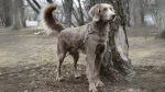 Slovensky Hrubosrsty Stavac Dog photo
