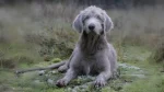 Slovensky Hrubosrsty Stavac Dog photo