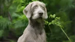 Slovensky Hrubosrsty Stavac Dog photo