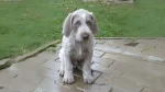 Slovensky Hrubosrsty Stavac Dog photo