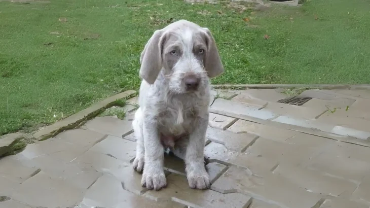 Slovensky Hrubosrsty Stavac Dog photo