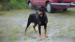 Smalandsstovare Dog photo