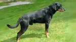 Smalandsstovare Dog photo