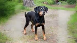 Smalandsstovare Dog photo