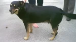 Smalandsstovare Dog photo