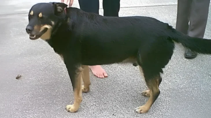 Smalandsstovare Dog photo