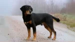 Smalandsstovare Dog photo