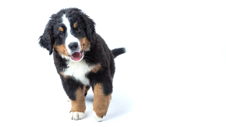 Small Bernese Hound Dog photo