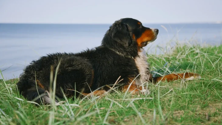 Small Bernese Hound Dog photo