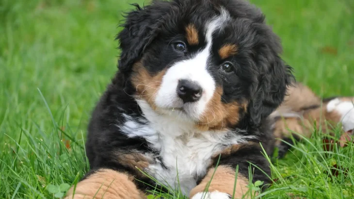 Small Bernese Hound Dog photo