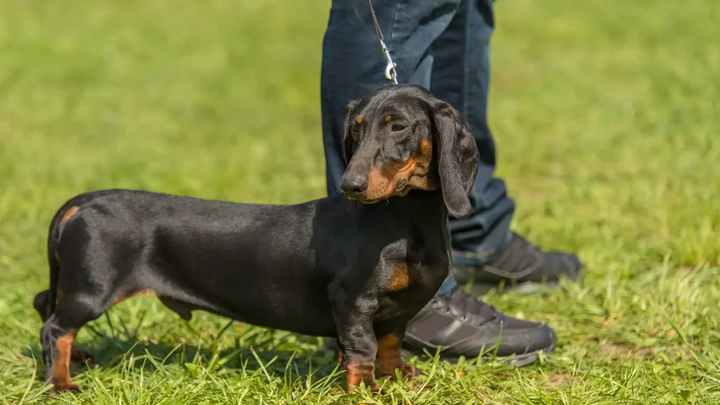 Small Jura Hound Dog photo