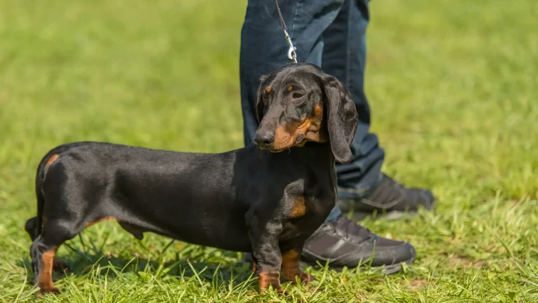 Small Jura Hound Dog photo