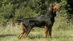 Small Jura Hound Dog photo