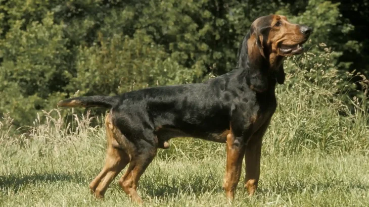 Small Jura Hound Dog photo