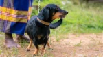Small Jura Hound Dog photo